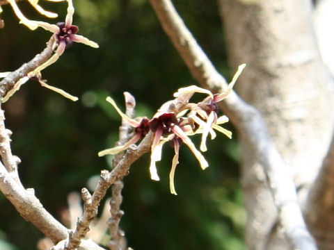 Hamamelis japonica var. obtusata f. flavo-purpurascens