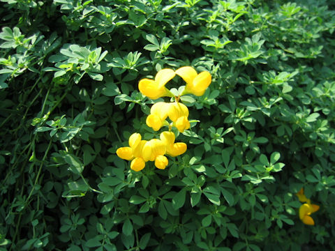 Lotus corniculatus var. japonicus f. versicolor