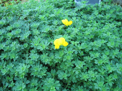 Lotus corniculatus var. japonicus f. versicolor