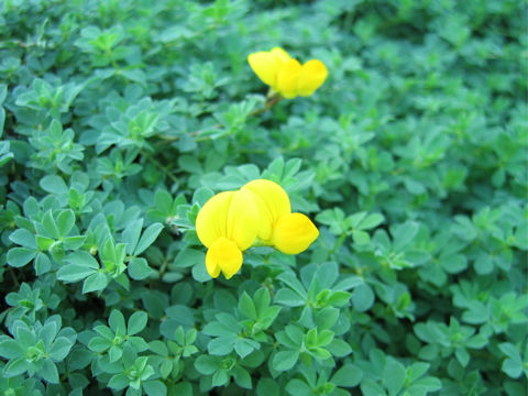 Lotus corniculatus var. japonicus f. versicolor