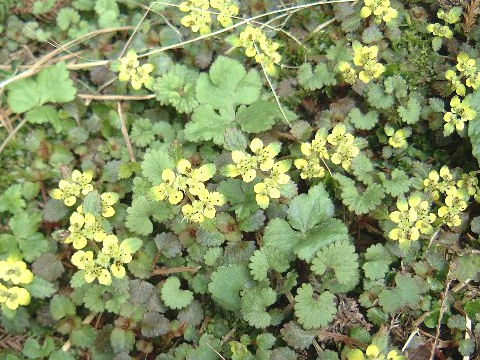 Chrysosplenium macrostemon var. shiobarenes