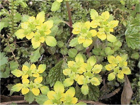 Chrysosplenium macrostemon var. shiobarenes