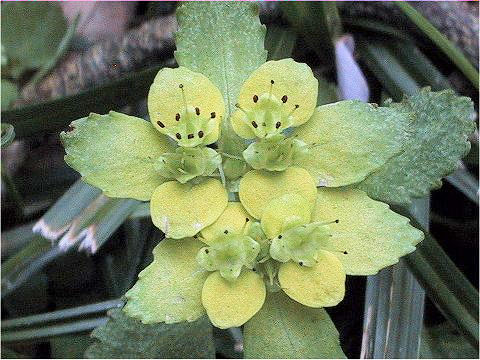 Chrysosplenium macrostemon var. shiobarenes