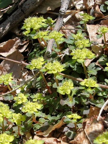 Chrysosplenium macrostemon var. shiobarenes