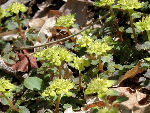 Chrysosplenium macrostemon var. shiobarenes