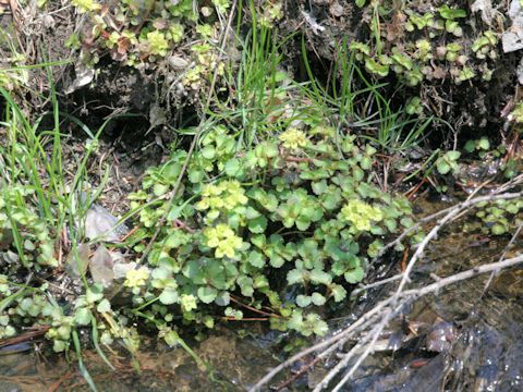 Chrysosplenium macrostemon var. shiobarenes