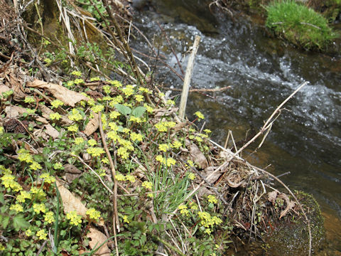 Chrysosplenium macrostemon var. shiobarenes