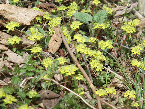 Chrysosplenium macrostemon var. shiobarenes