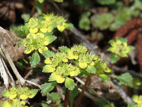 Chrysosplenium macrostemon var. shiobarenes