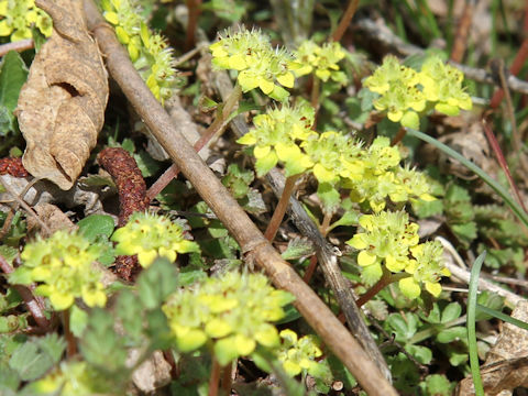 Chrysosplenium macrostemon var. shiobarenes