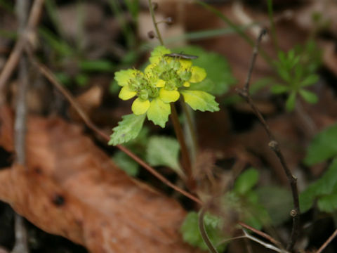 Chrysosplenium macrostemon var. shiobarenes