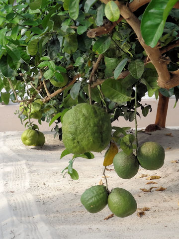 Citrus limon cv. Nine Pounder