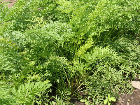 Daucus carota ssp. sativus