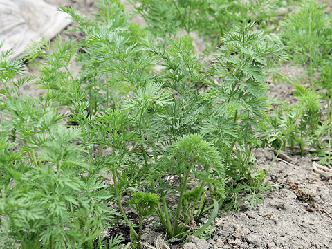 Daucus carota ssp. sativus