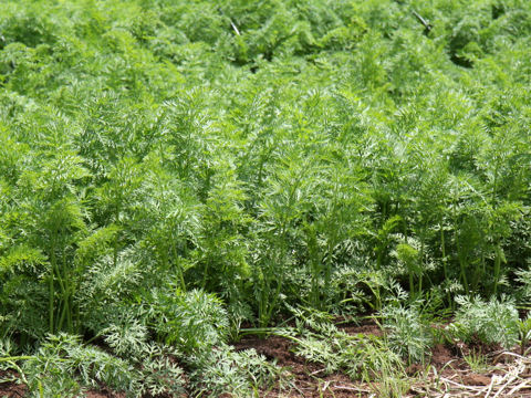 Daucus carota ssp. sativus