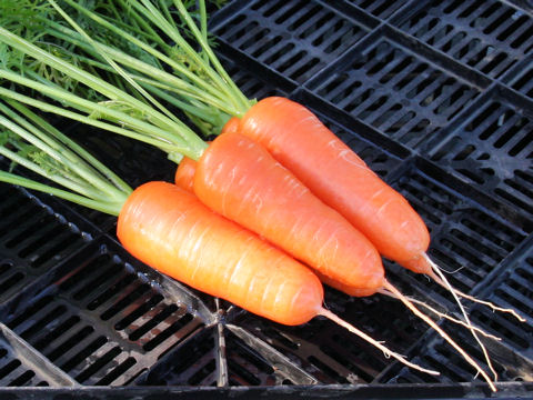 Daucus carota ssp. sativus