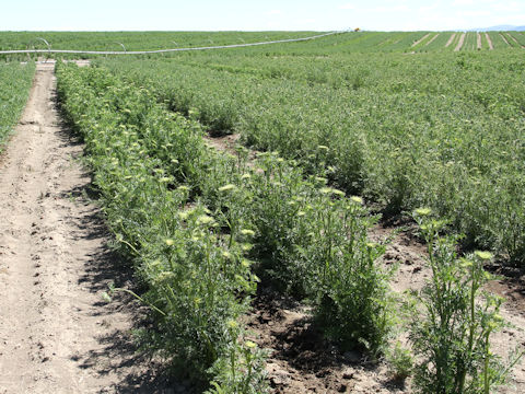 Daucus carota ssp. sativus