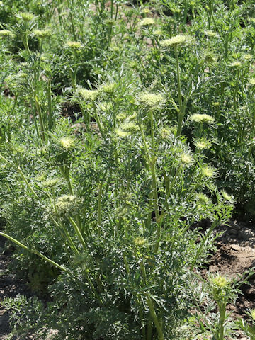 Daucus carota ssp. sativus