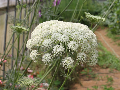 Daucus carota ssp. sativus