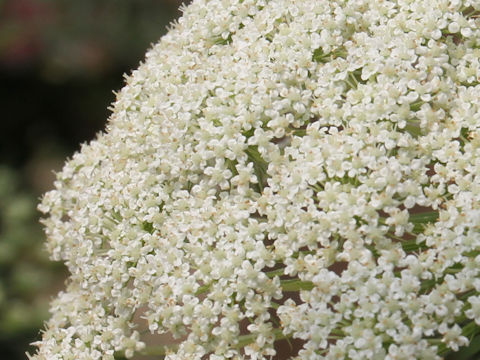 Daucus carota ssp. sativus