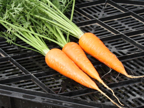 Daucus carota ssp. sativus