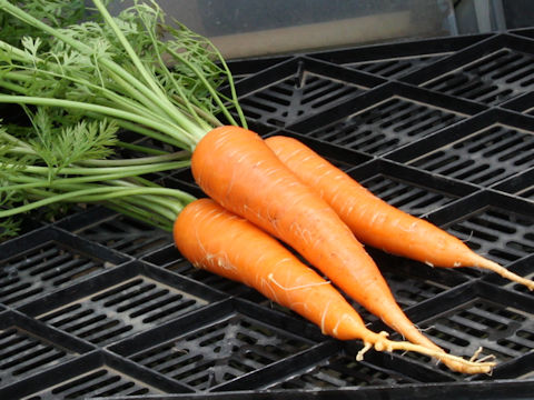 Daucus carota ssp. sativus