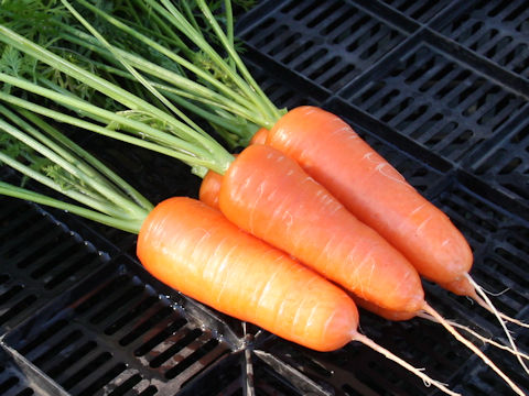 Daucus carota ssp. sativus