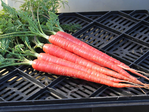 Daucus carota ssp. sativus