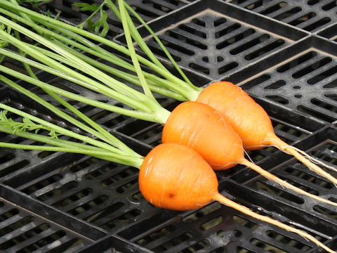 Daucus carota ssp. sativus