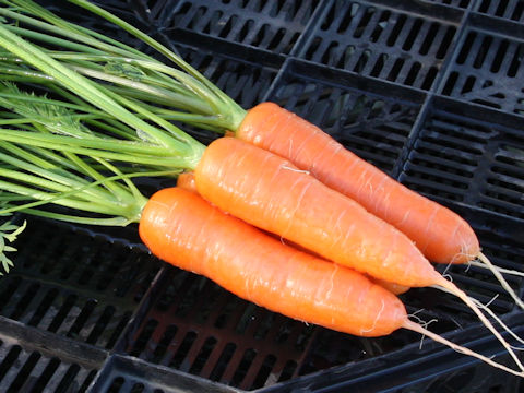 Daucus carota ssp. sativus