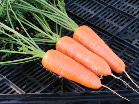 Daucus carota ssp. sativus