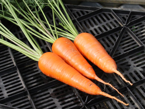 Daucus carota ssp. sativus