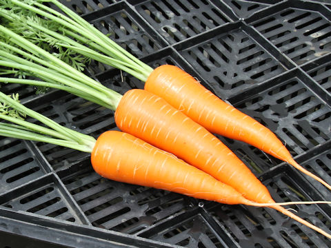 Daucus carota ssp. sativus