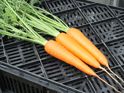 Daucus carota ssp. sativus