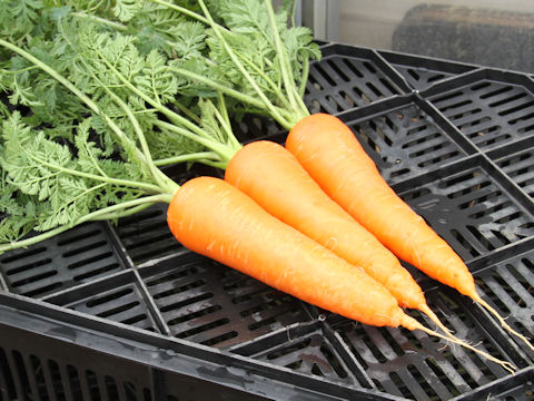 Daucus carota ssp. sativus