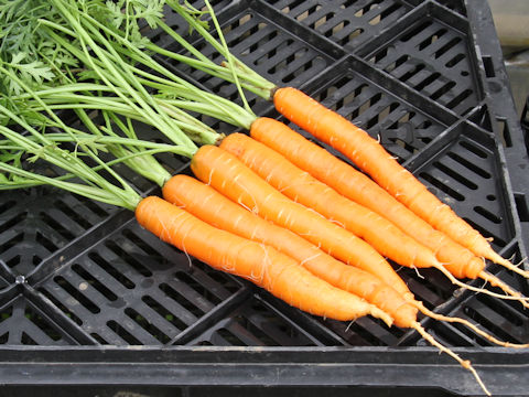 Daucus carota ssp. sativus