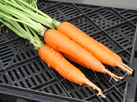 Daucus carota ssp. sativus