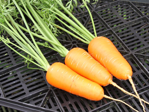 Daucus carota ssp. sativus