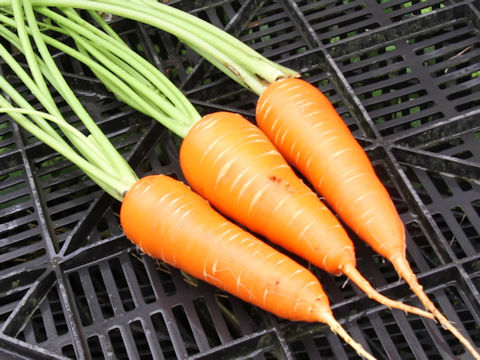 Daucus carota ssp. sativus