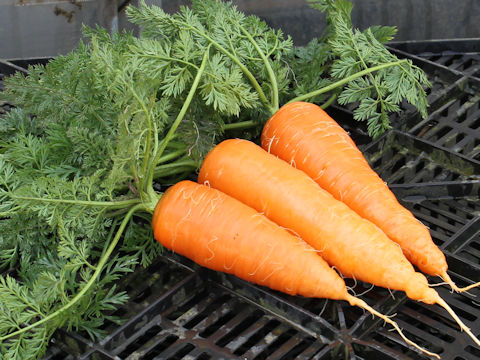 Daucus carota ssp. sativus