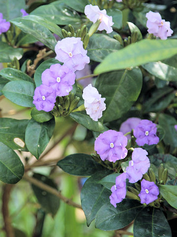 Brunfelsia australis