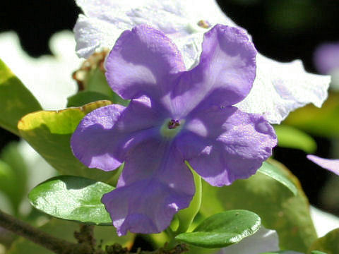 Brunfelsia australis