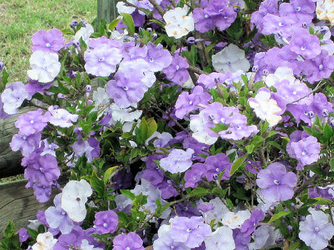 Brunfelsia australis