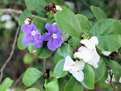 Brunfelsia australis