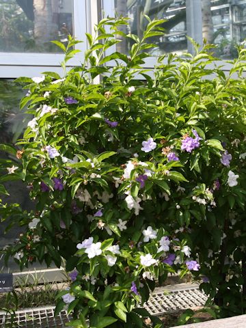 Brunfelsia australis