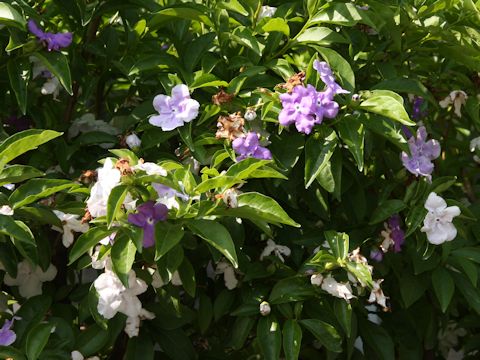 Brunfelsia australis