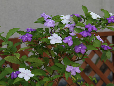 Brunfelsia australis