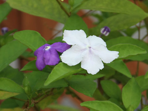 Brunfelsia australis