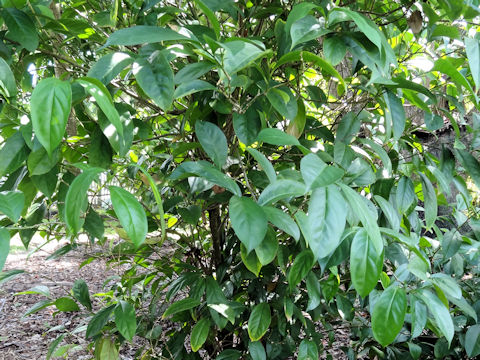 Brunfelsia australis