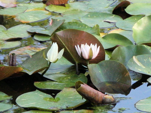 Nymphaea odorata cv. Caroliniana